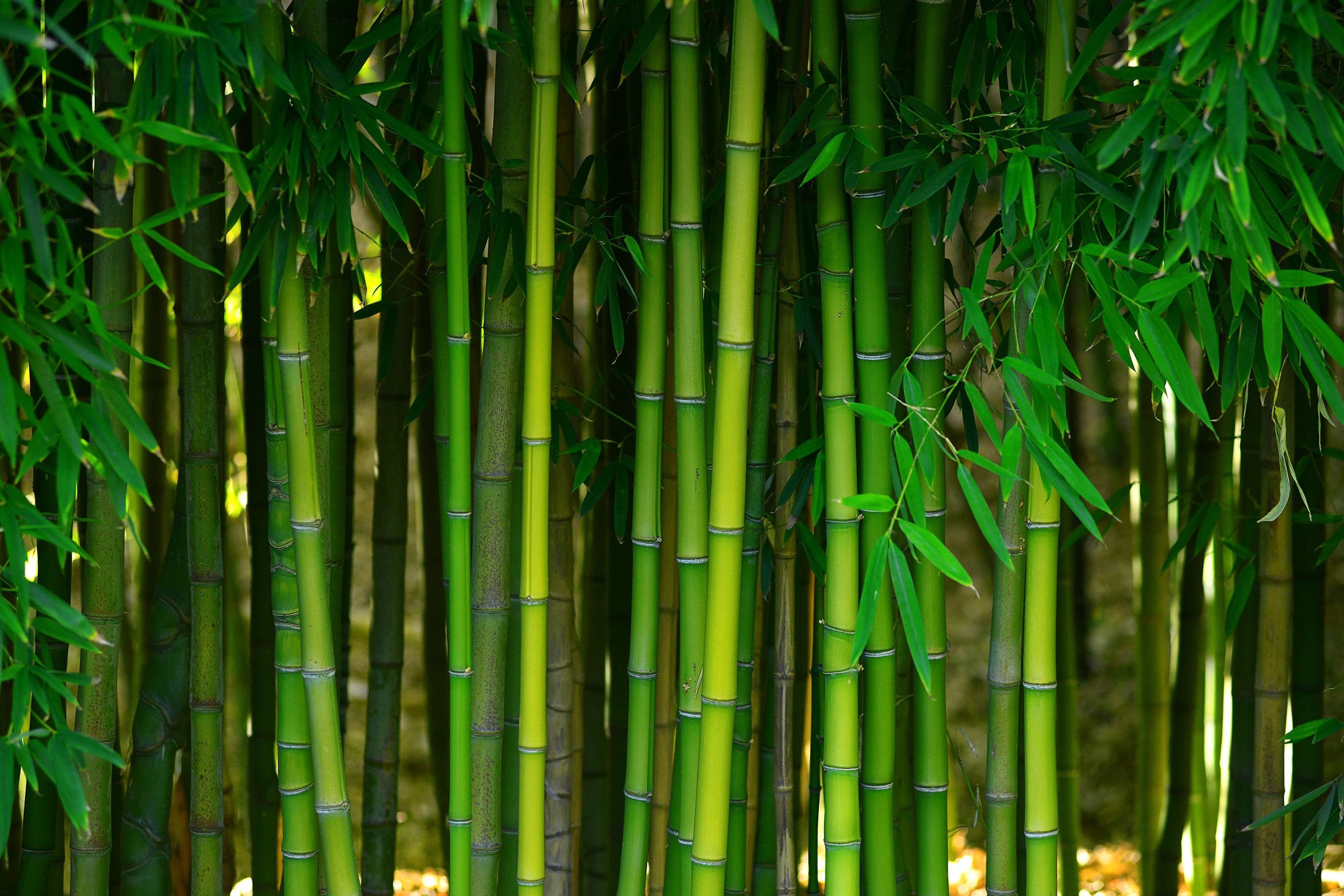 Bamboo from T&M Floors in Ormond Beach, FL