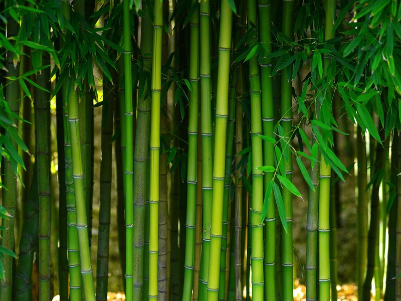 Bamboo from T&M Floors in Ormond Beach, FL